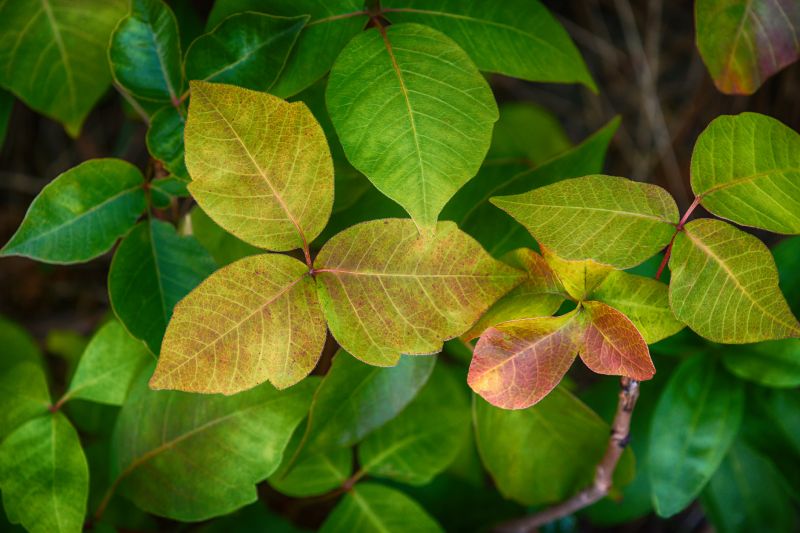 Poison Ivy Removal in Ventura County, CA